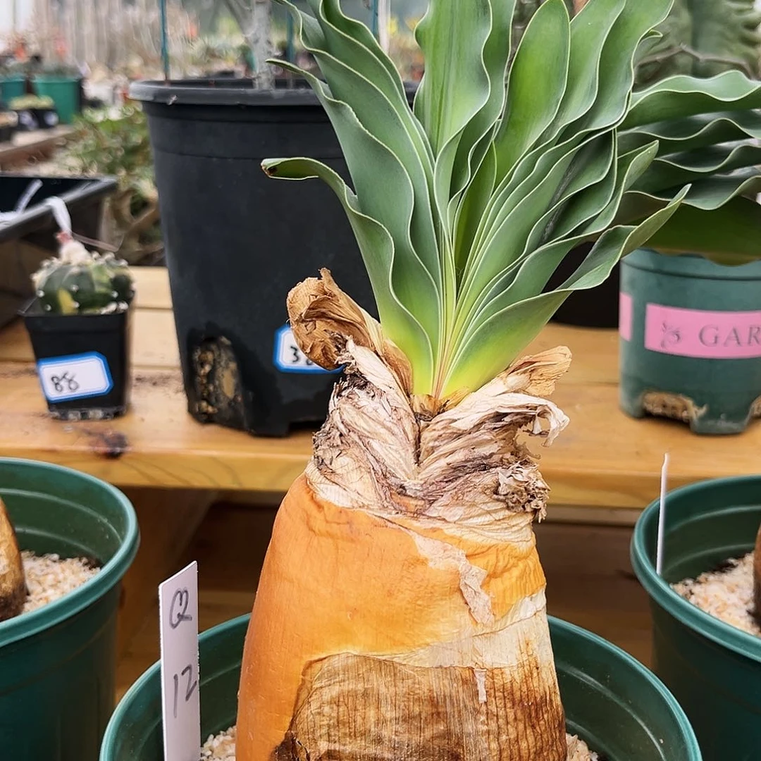 O**n潮流植物Q12