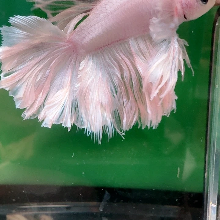ᨳ***ഒ海水鱼135号印尼hmpk