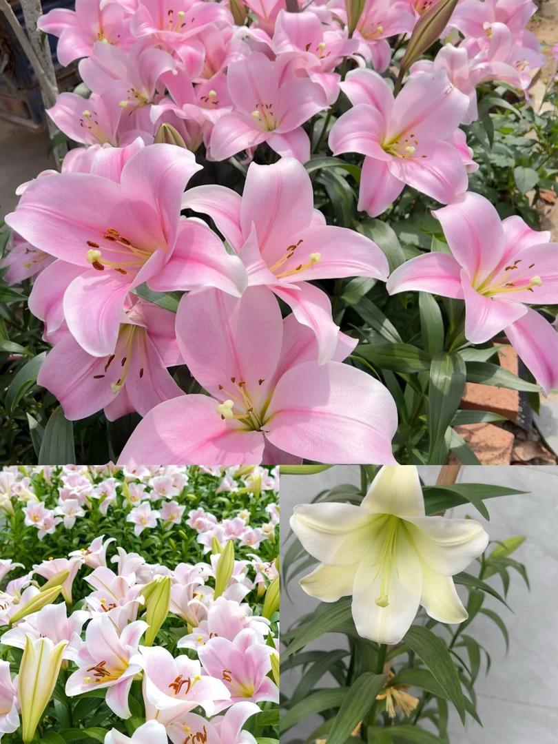 当年开花高温会开成白色《卡里周长12/14》进口单瓣香水百合种球1颗