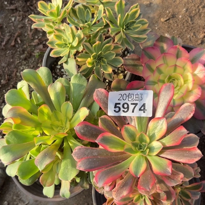 多肉植物5974种植物