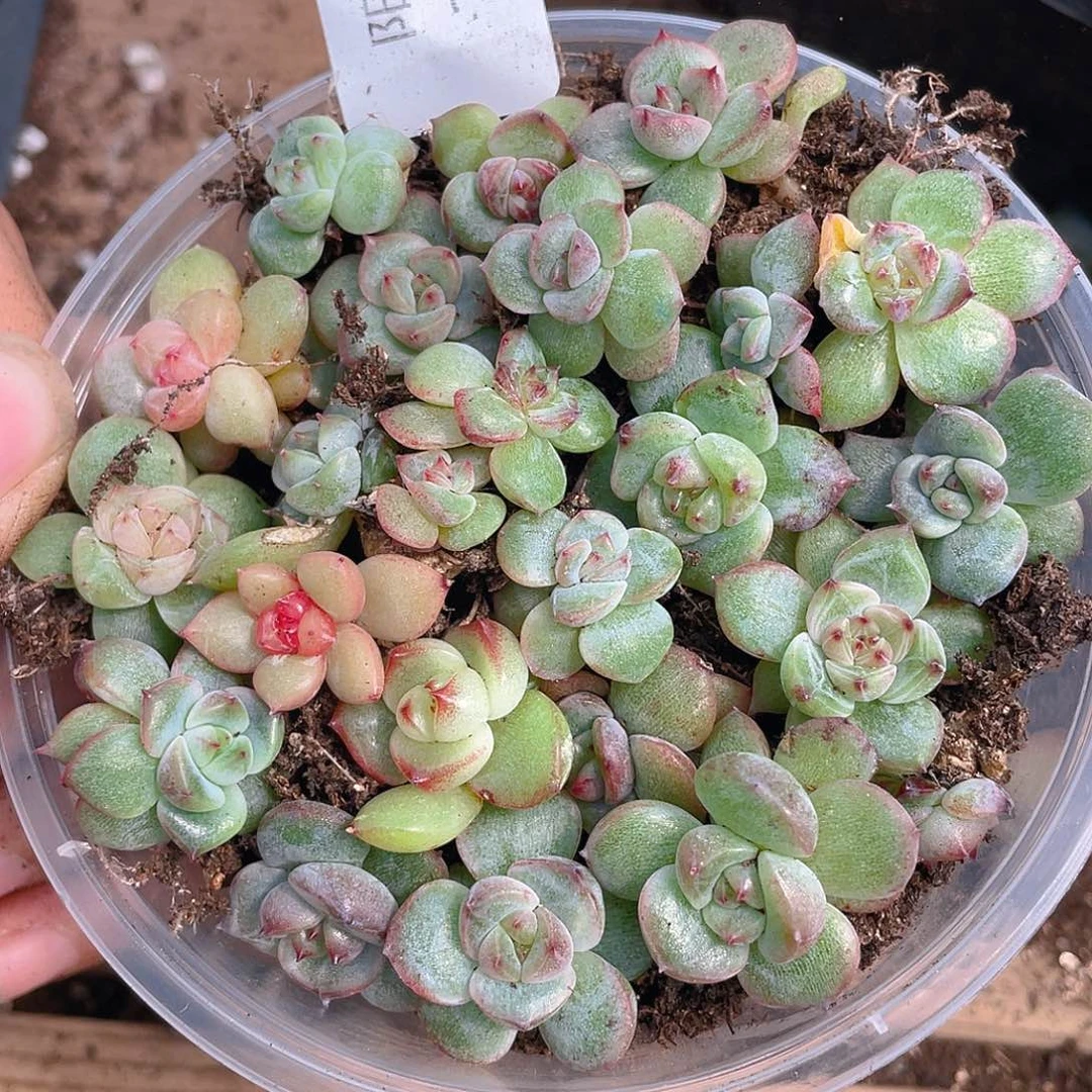 多肉植物多肉植物196