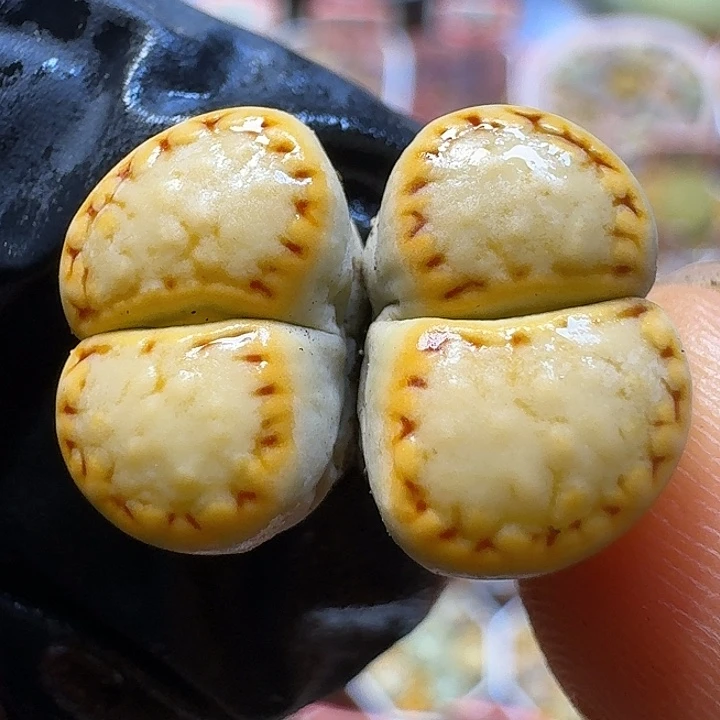 生石花3:：。紫折。 31号