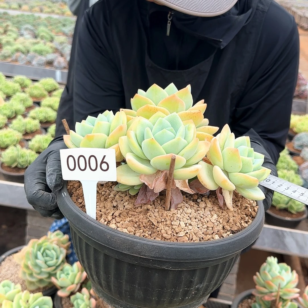 海***豚0006。 柚子茶。