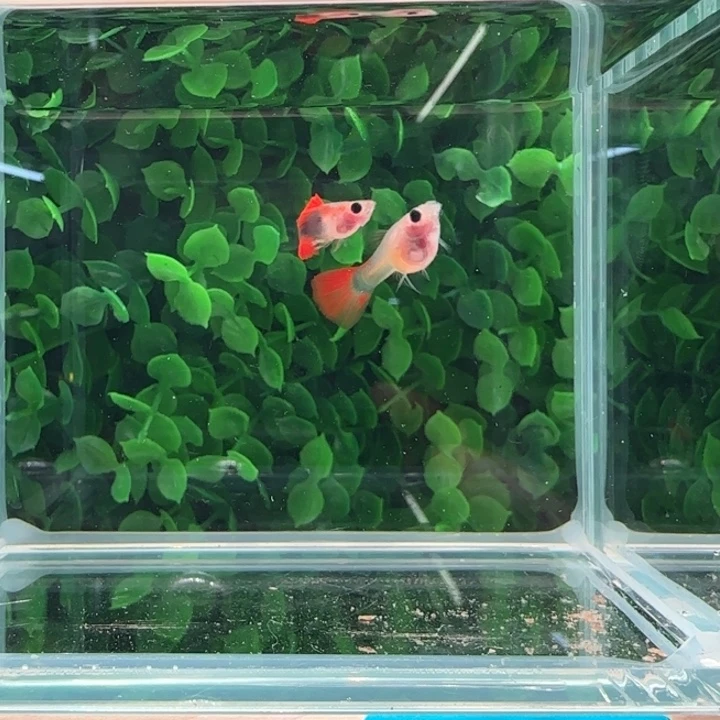 孔雀鱼13红礼服玻璃猫一对