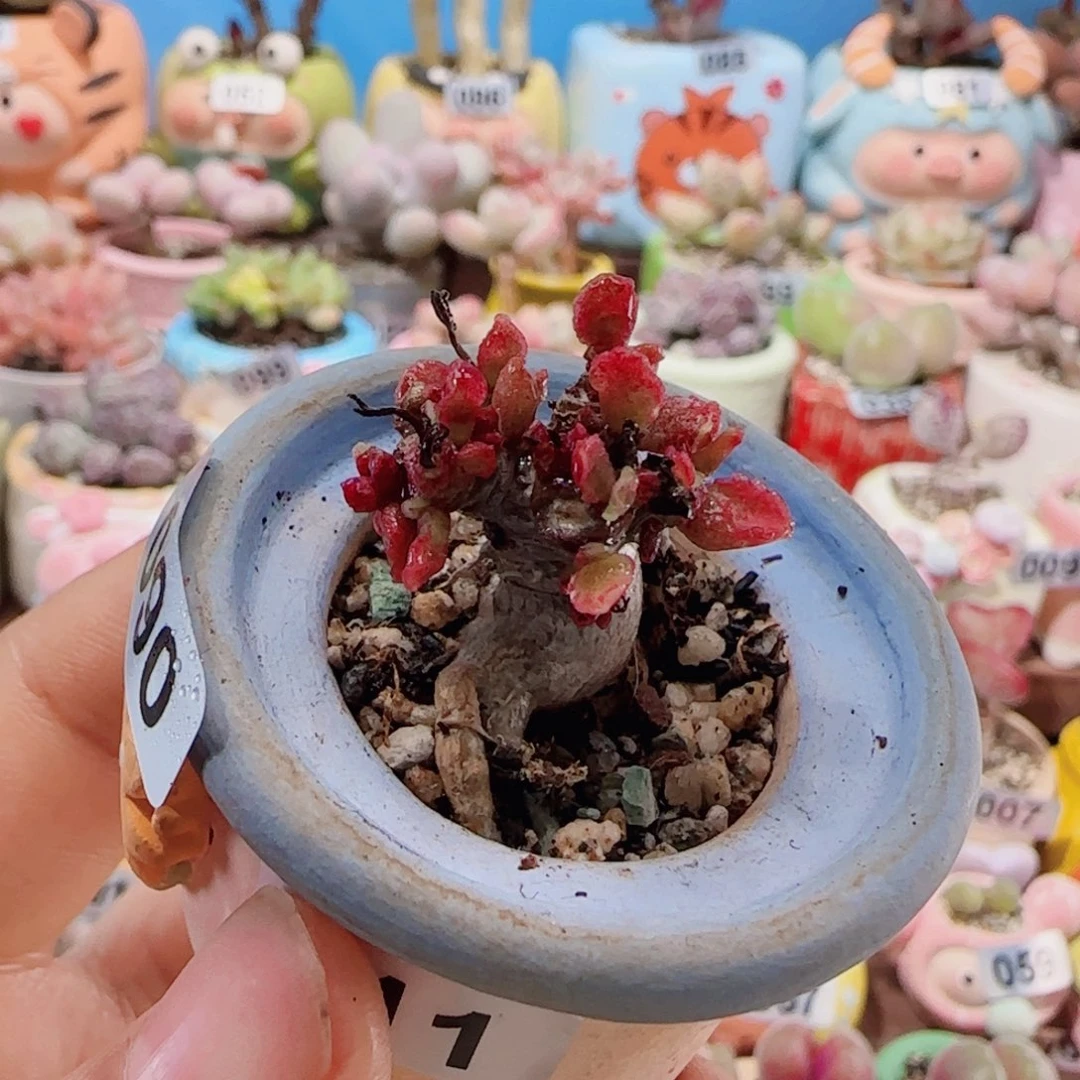 T粉黛。  盆口2.5cm