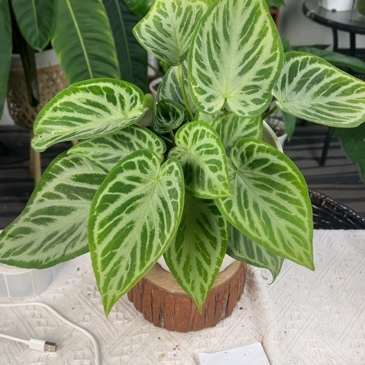 不开花植物多头银王