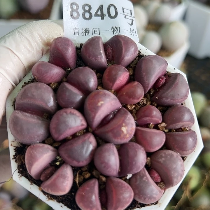 8840 好养易活生石花大母本6.5cm盆