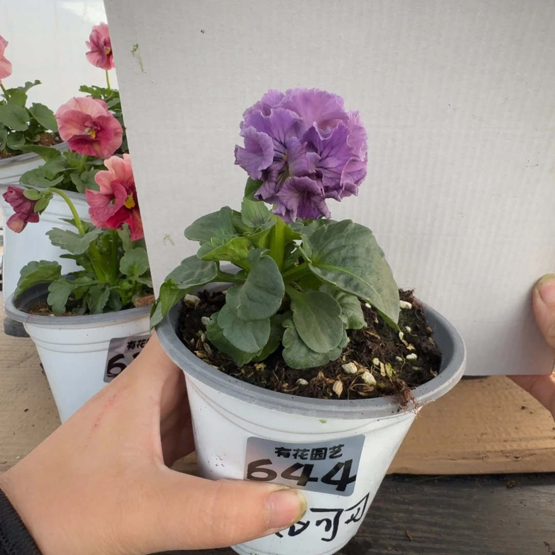 全部花朵644号角堇