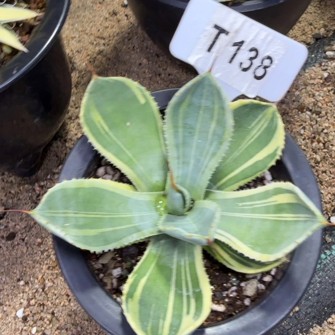 福利娃娃脸一颗脱土发