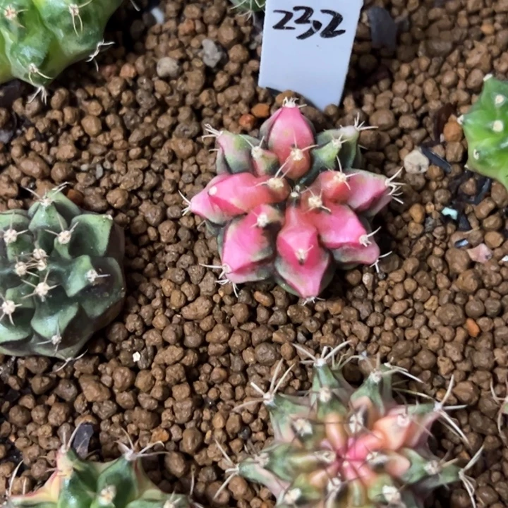 名品侧芽自根脱土发货232