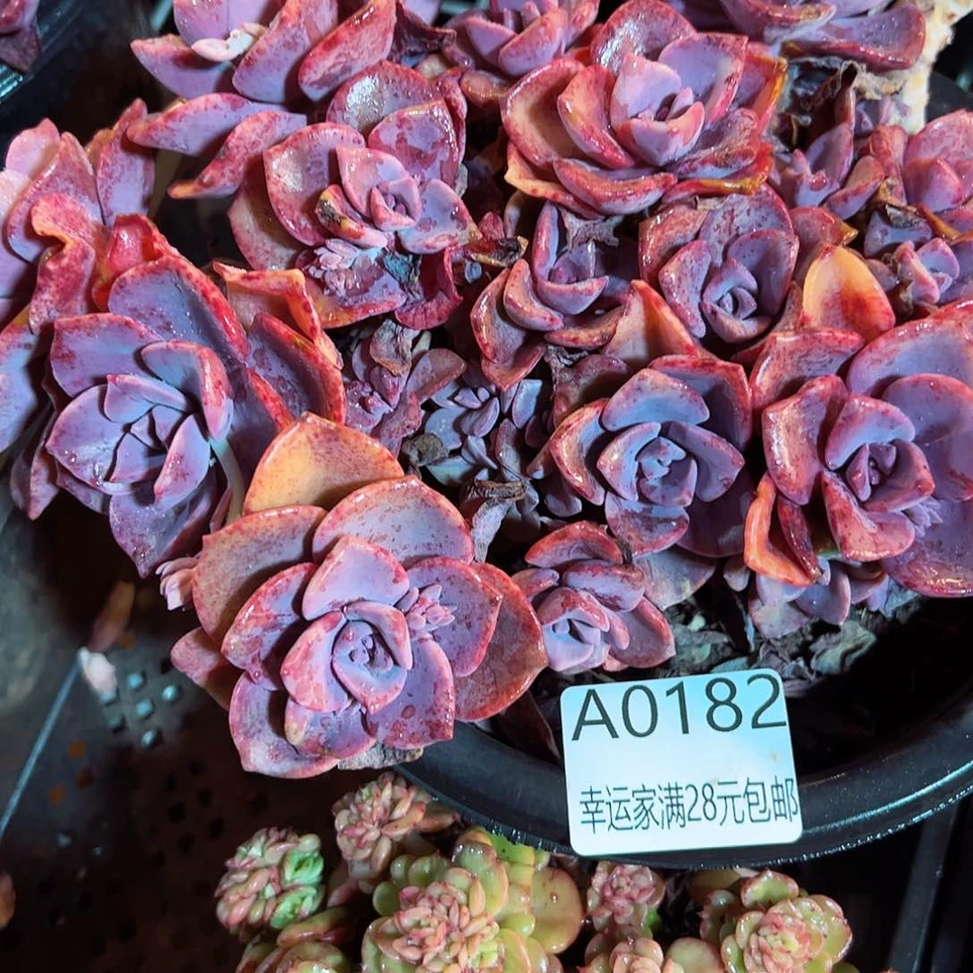 幸运的是我的朋友们