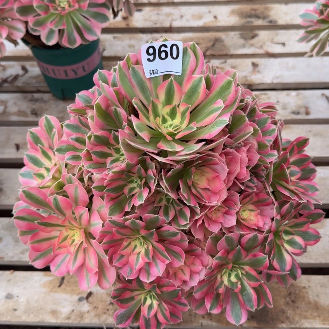 960粉女巫多肉植物