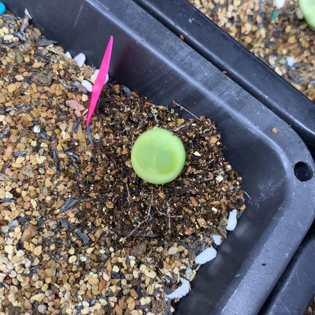 536大王拉登一颗