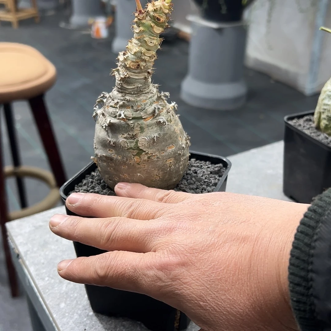 护*迷你油桐8887788888