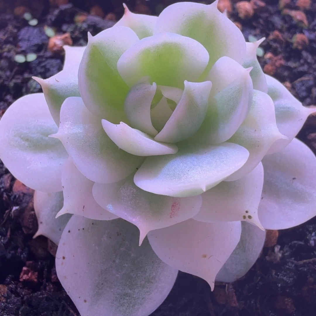 巴黎白锦 多肉植物