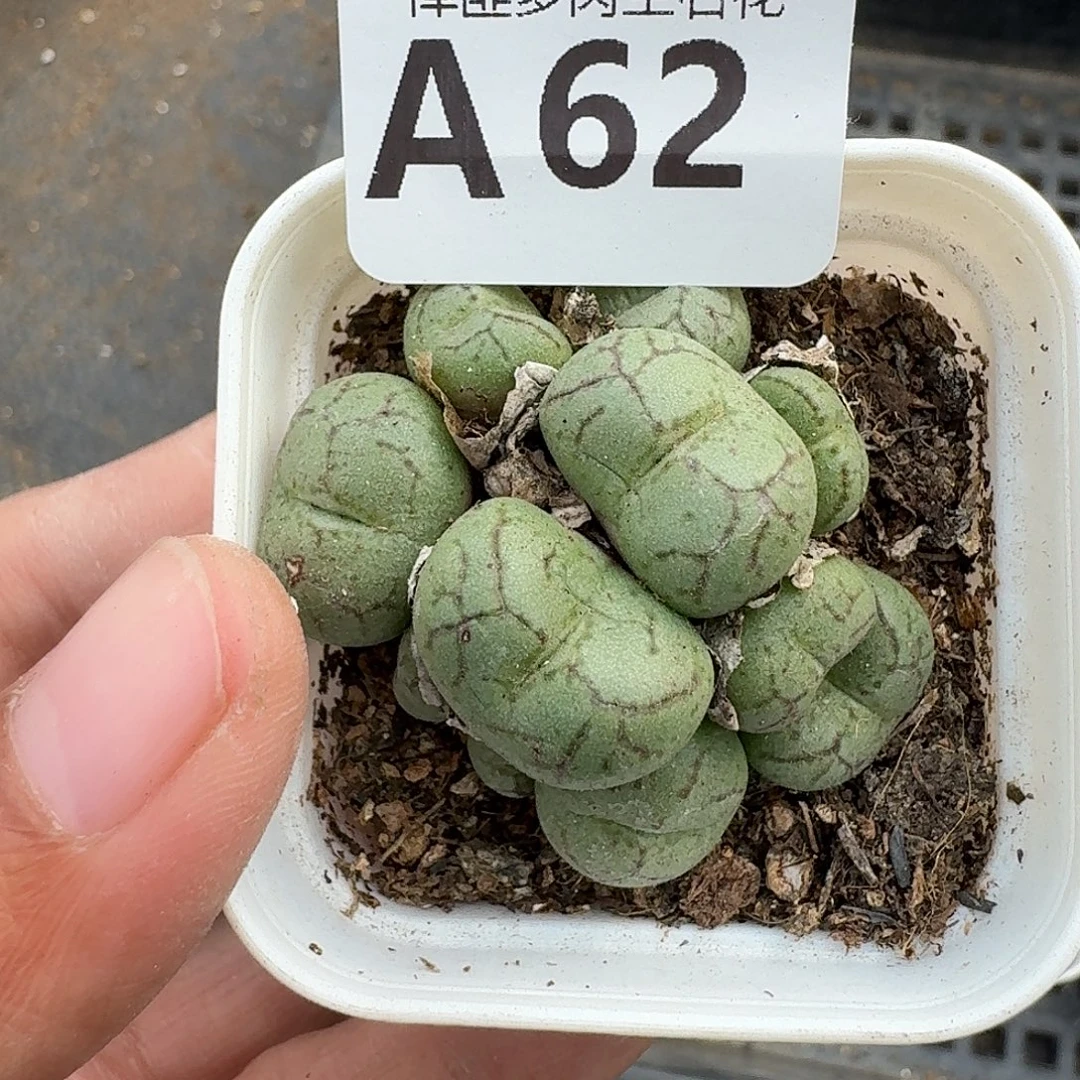 62多肉植物多肉植物