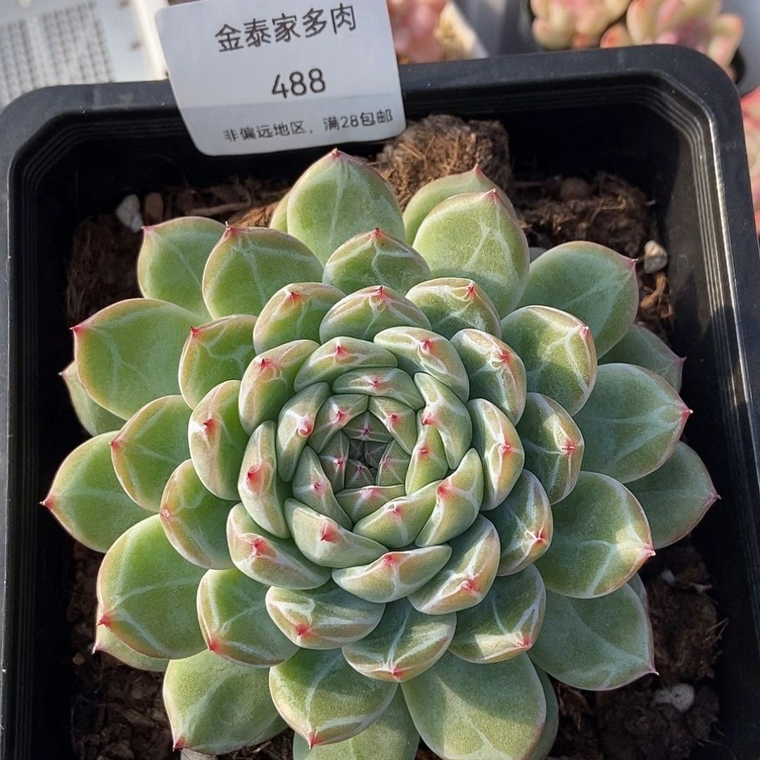 金泰家多肉，488雪花珍妮母本