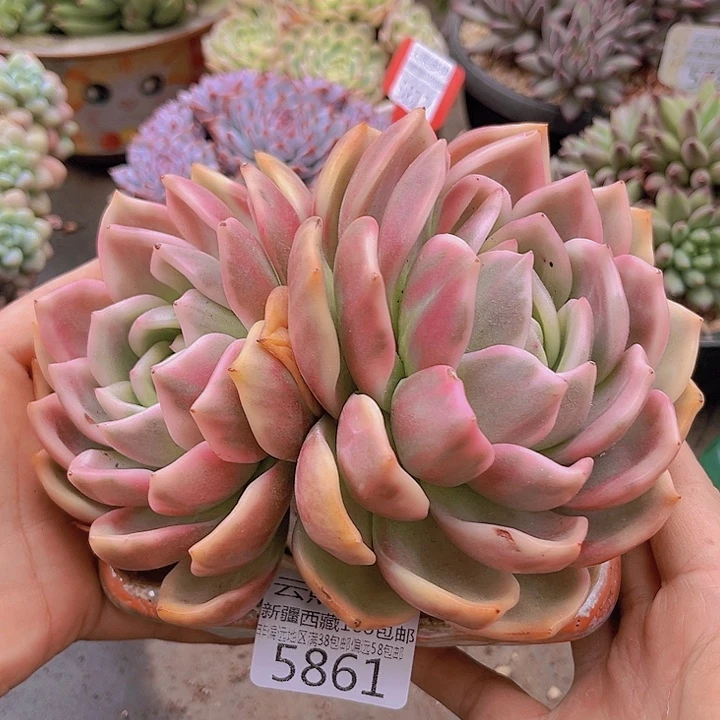 5861香槟锦。