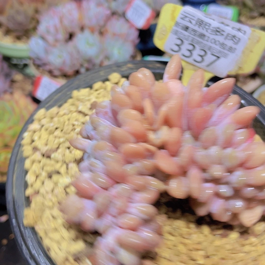 3337粉兔缀多肉植物