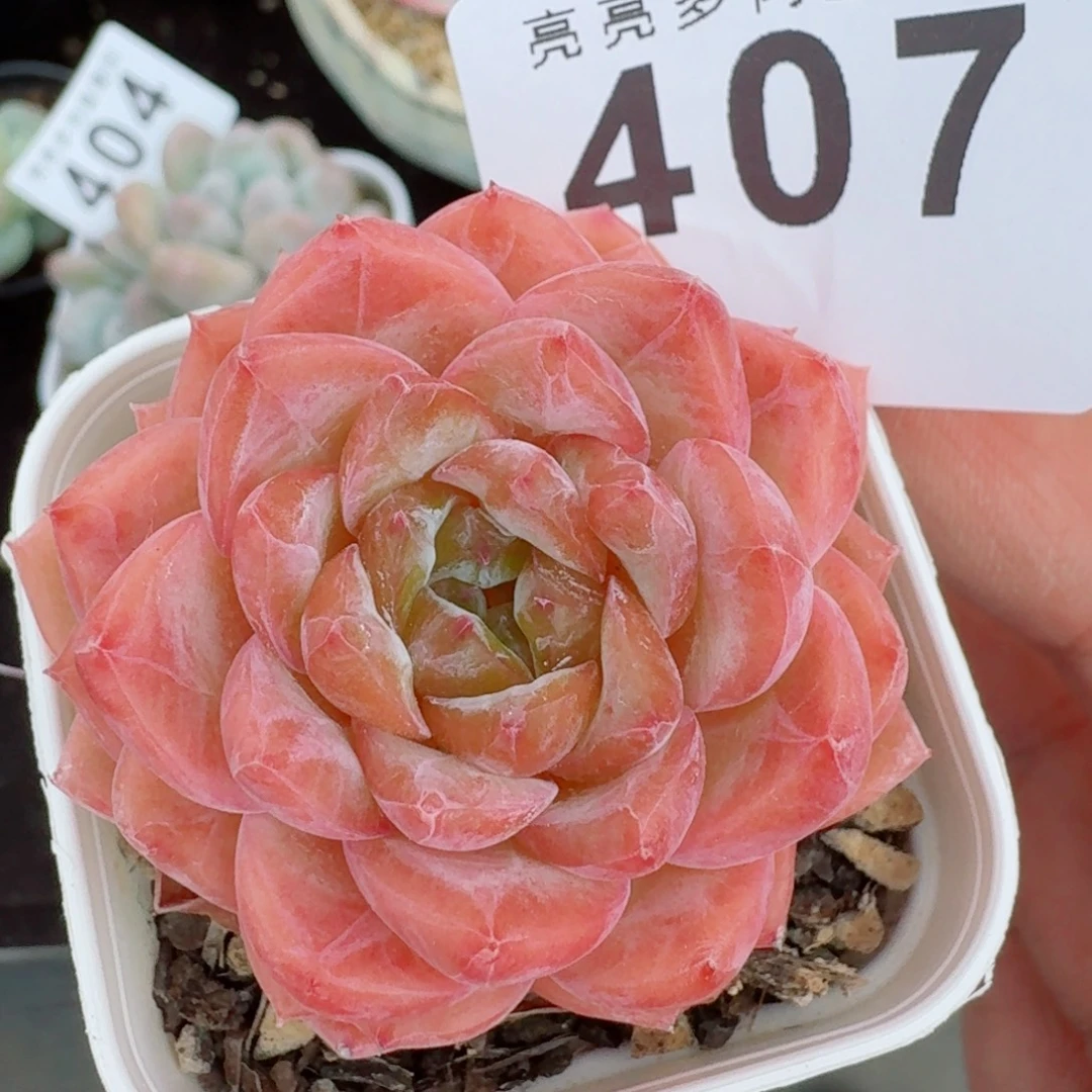 孤品          开播福利