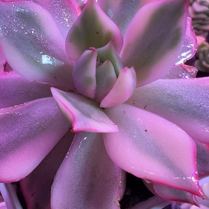 宝莲灯锦多肉植物