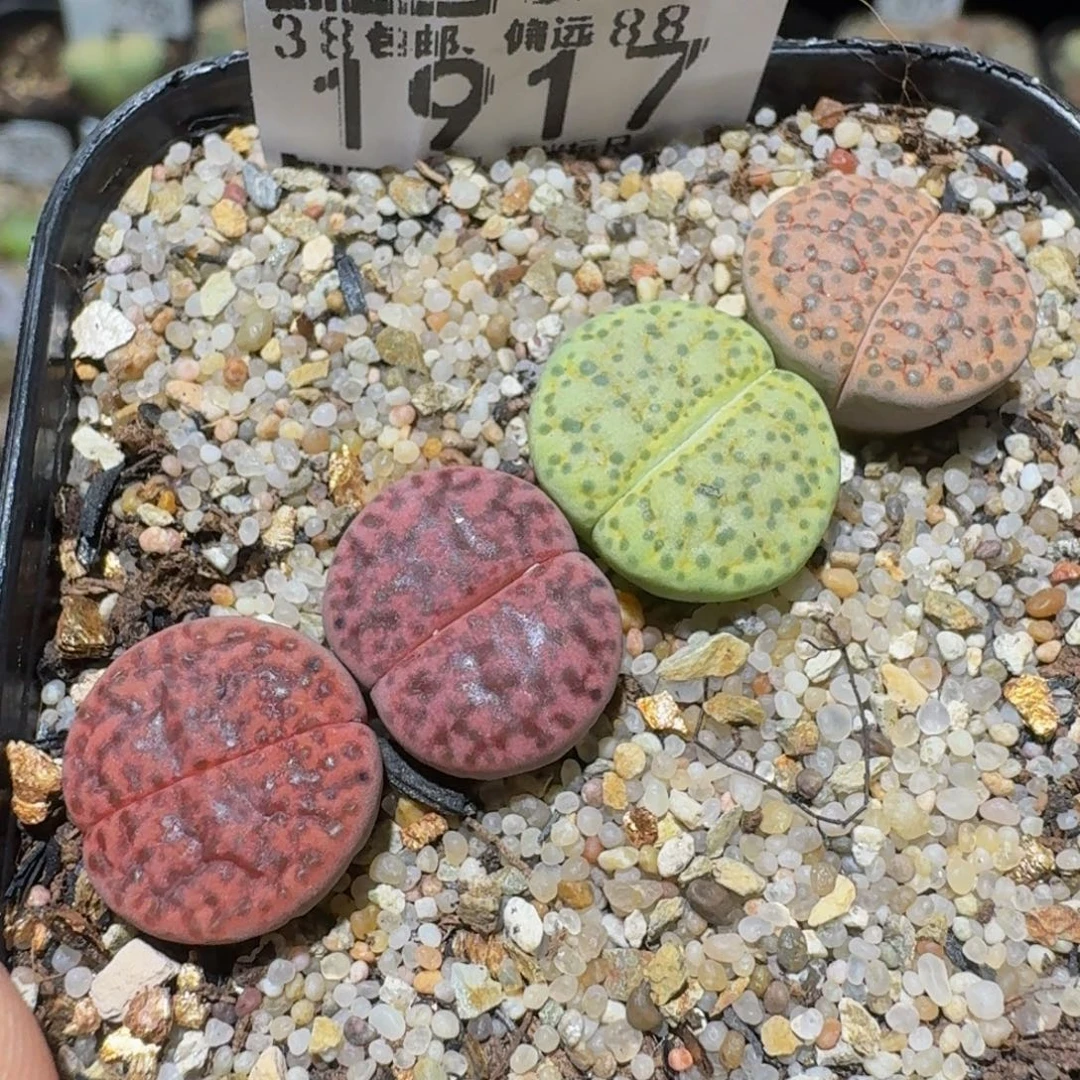 Ssss精品生石花1917