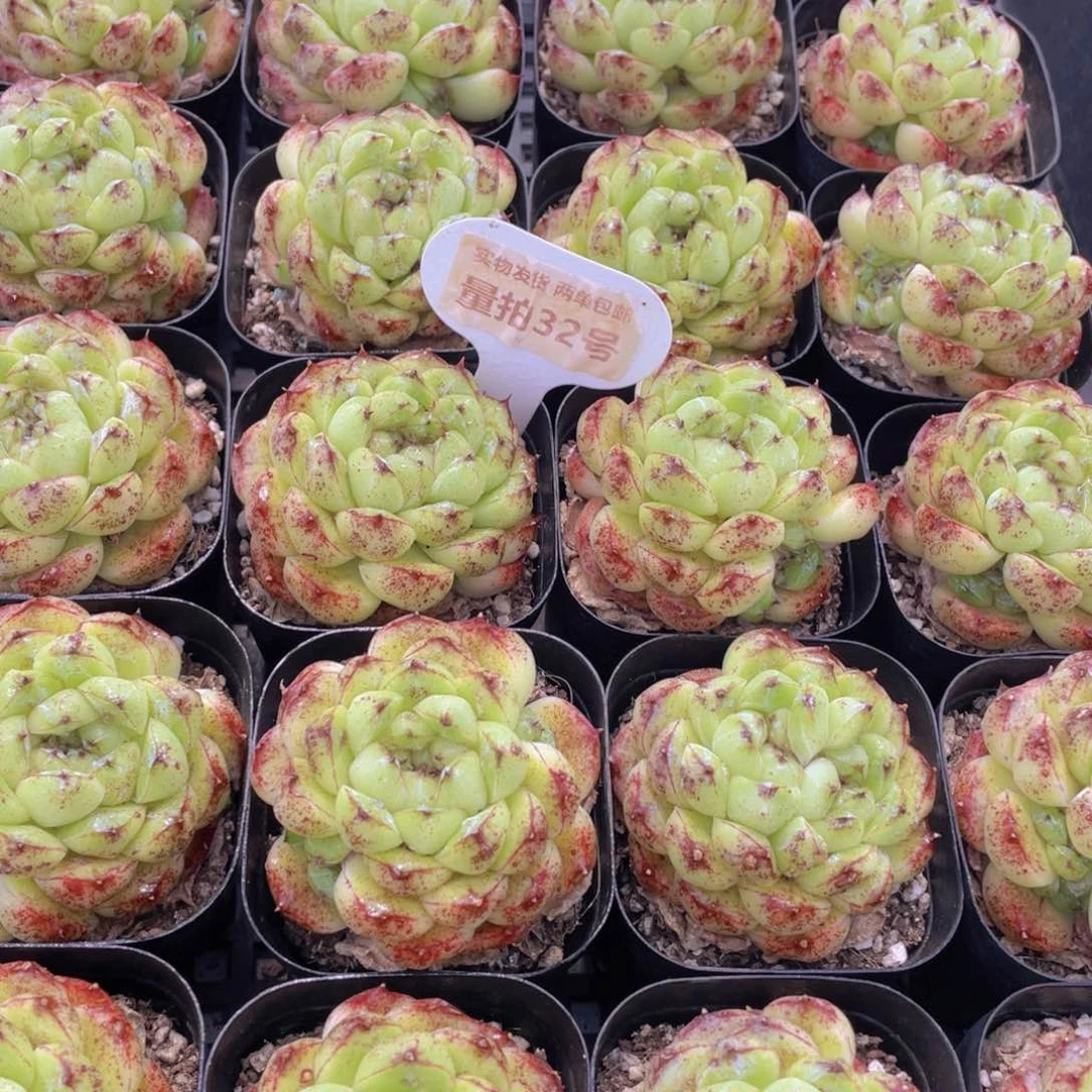 量拍32号 丸叶黑森林单头一个