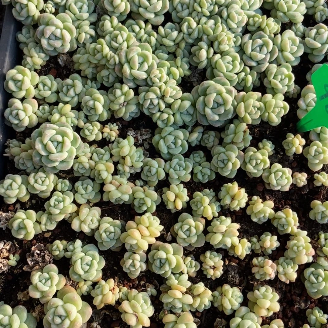 @***心988冰玉切糕半框多肉