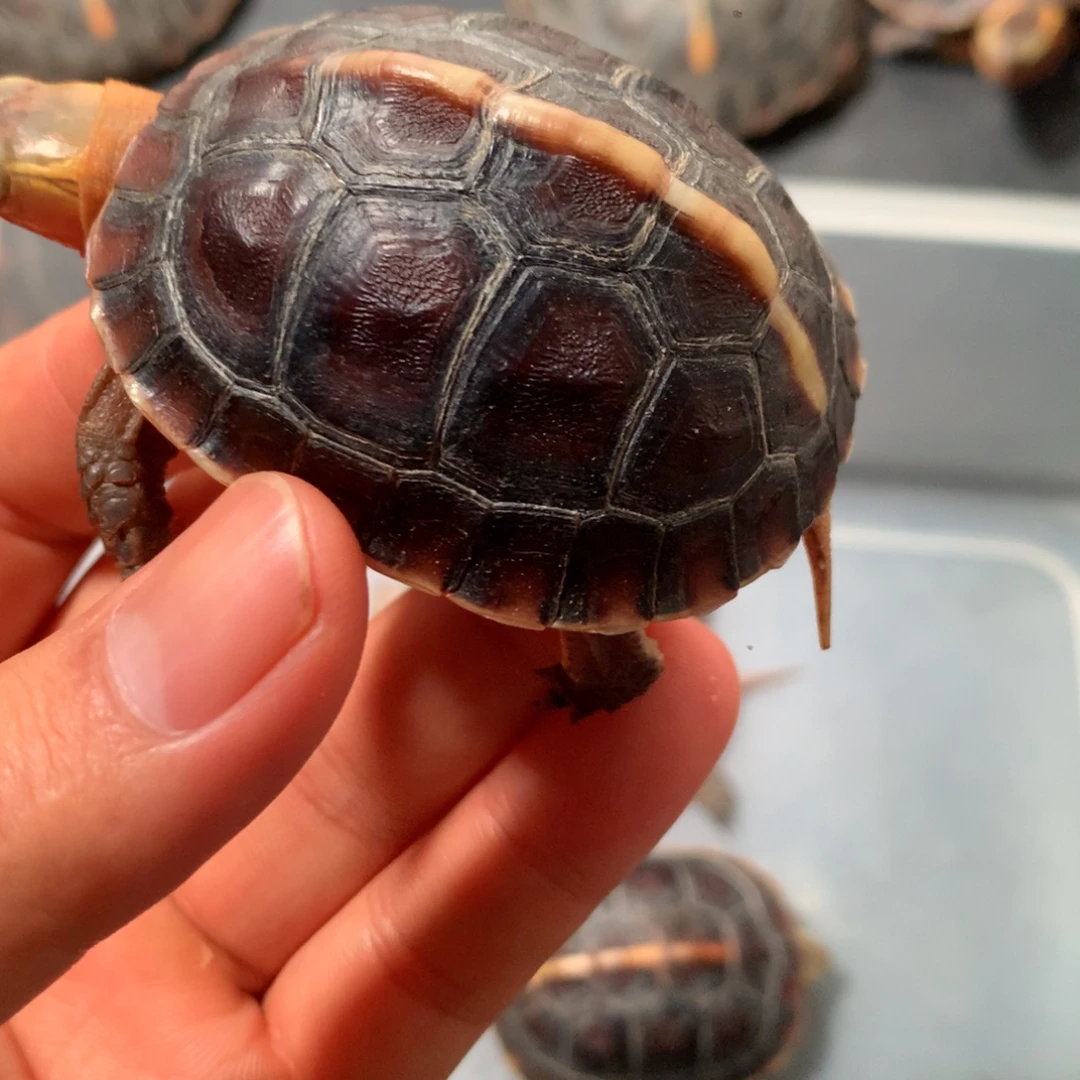 宠物龟不分公母宠物龟