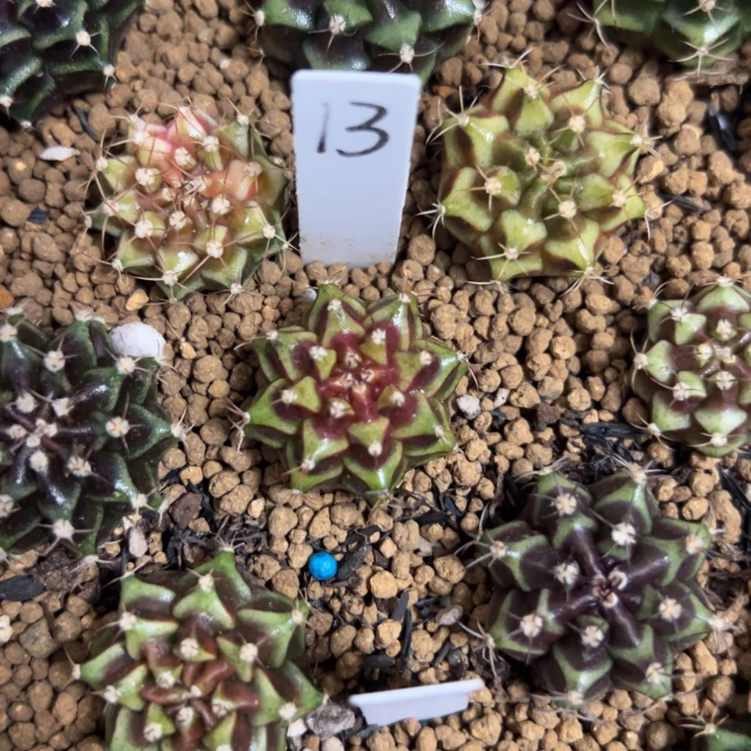 实生米哈锦脱土发货13