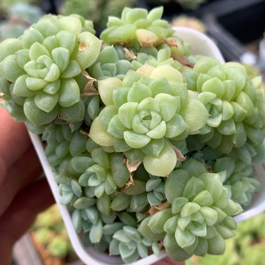 0826-693 麦杆优选
