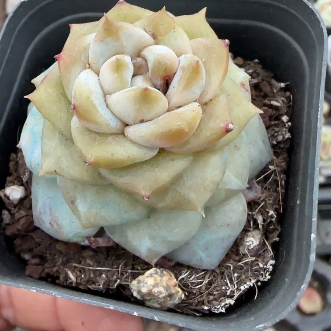 多肉小卡拉米糖心一物一拍