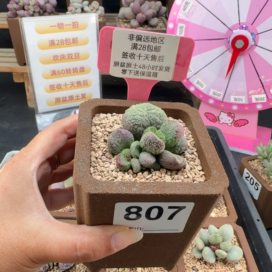 团***团807实生补差多肉植物