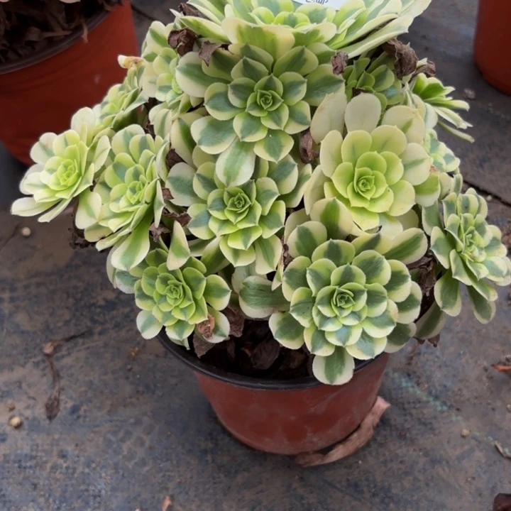 瑞妈多肉园艺502绿豆沙