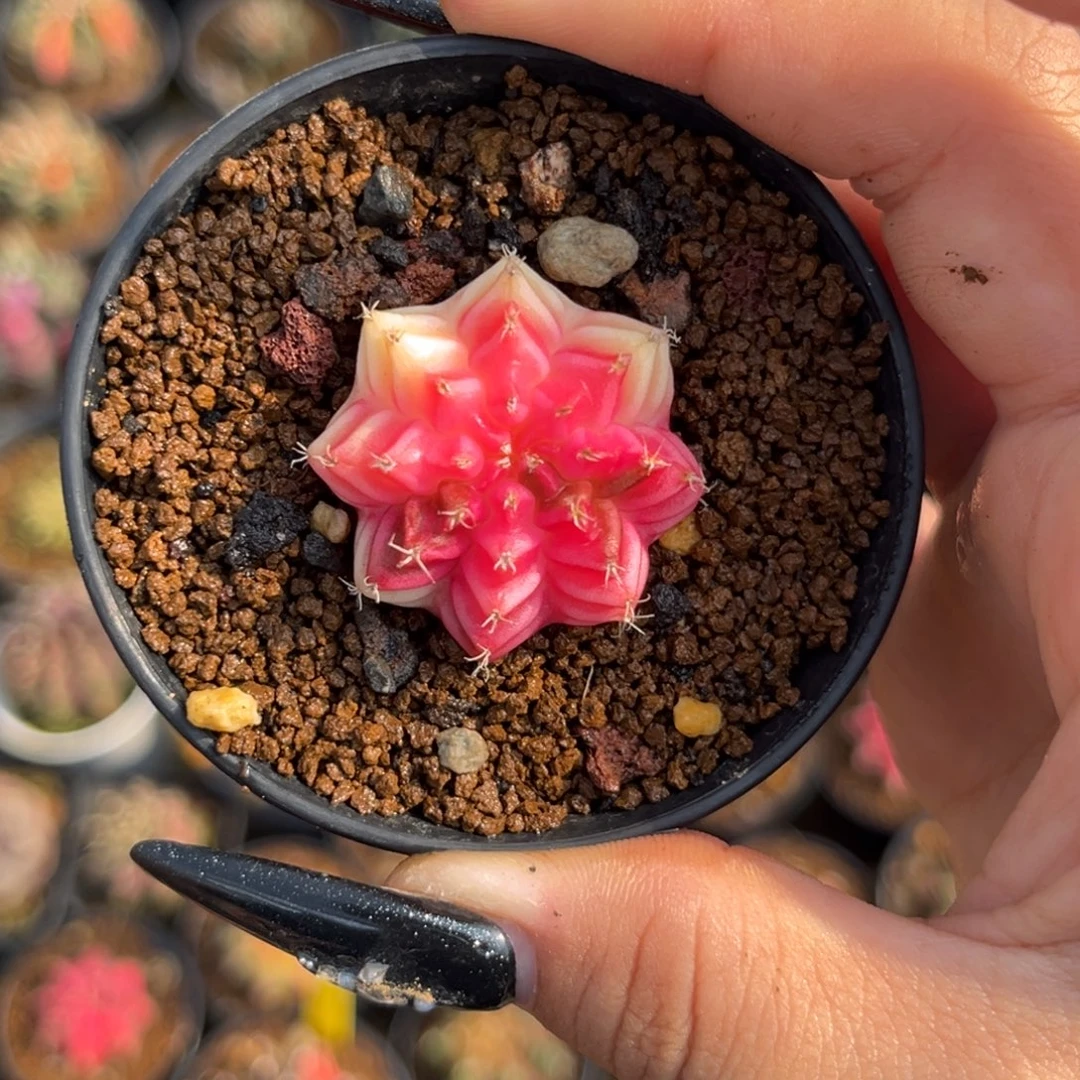 日落 带盆土发货 福利