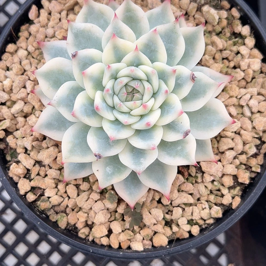 吉娃娃锦多肉植物
