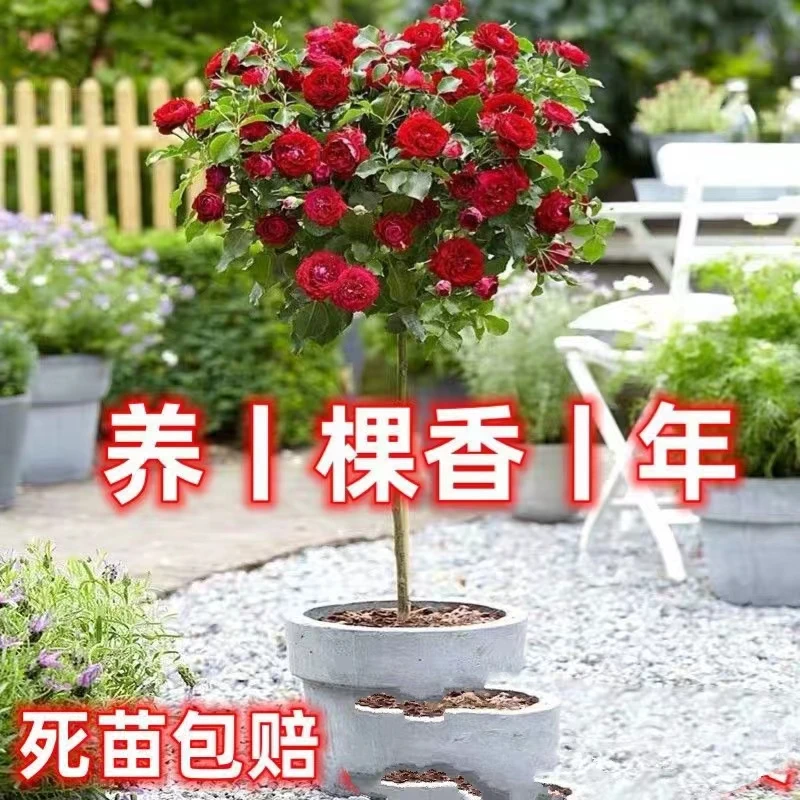 树桩月季特大花浓香四季开花地栽盆栽庭院独杆欧月棒棒糖月季花苗