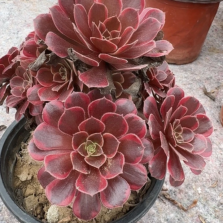 0762水果糖多肉植物