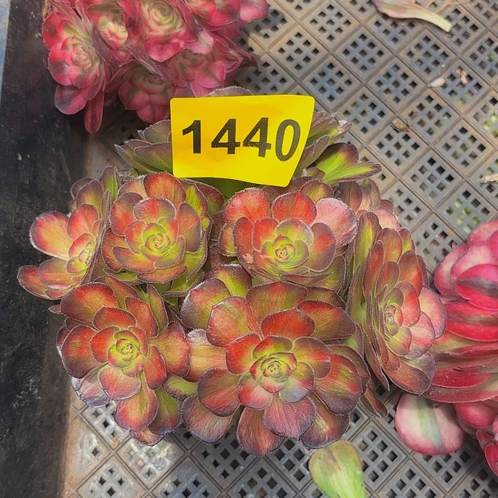 多肉植物海王七彩1440