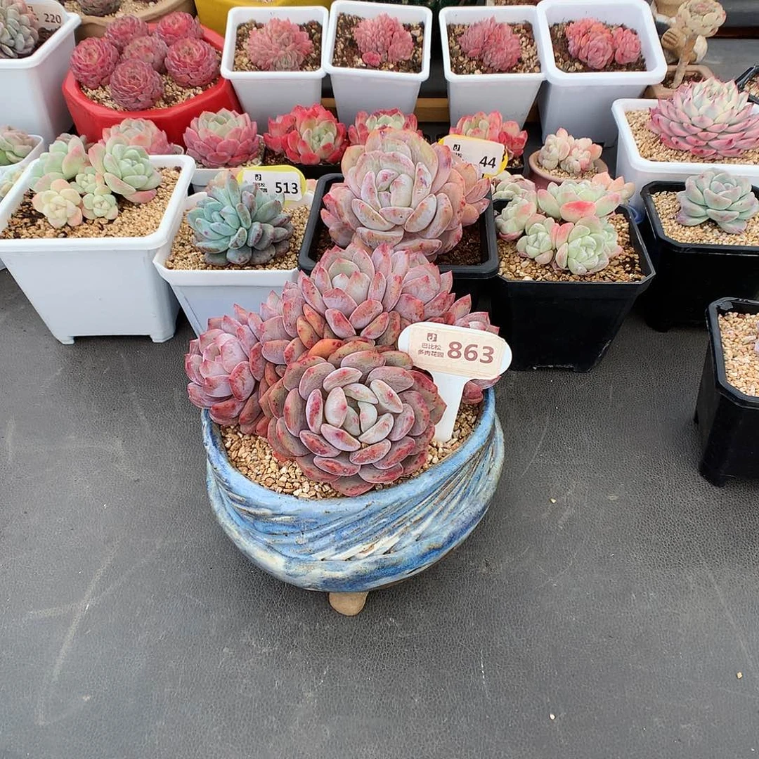 哈****?863 紫红皮星影多肉