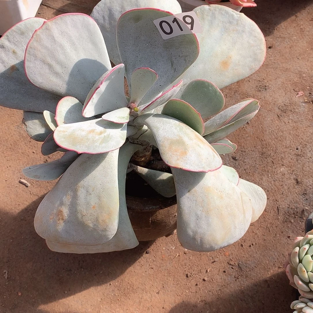 019 一物一拍多肉