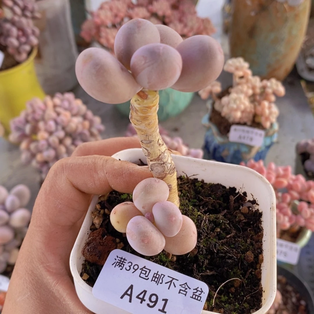 蛋黄奶老桩491多肉植物