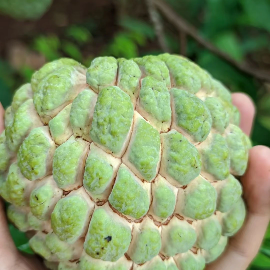 新鲜释迦果(1000g)