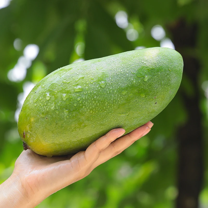 【生吃拍此链接】越南大青芒新鲜芒果青皮金煌芒大芒果5斤9斤整箱