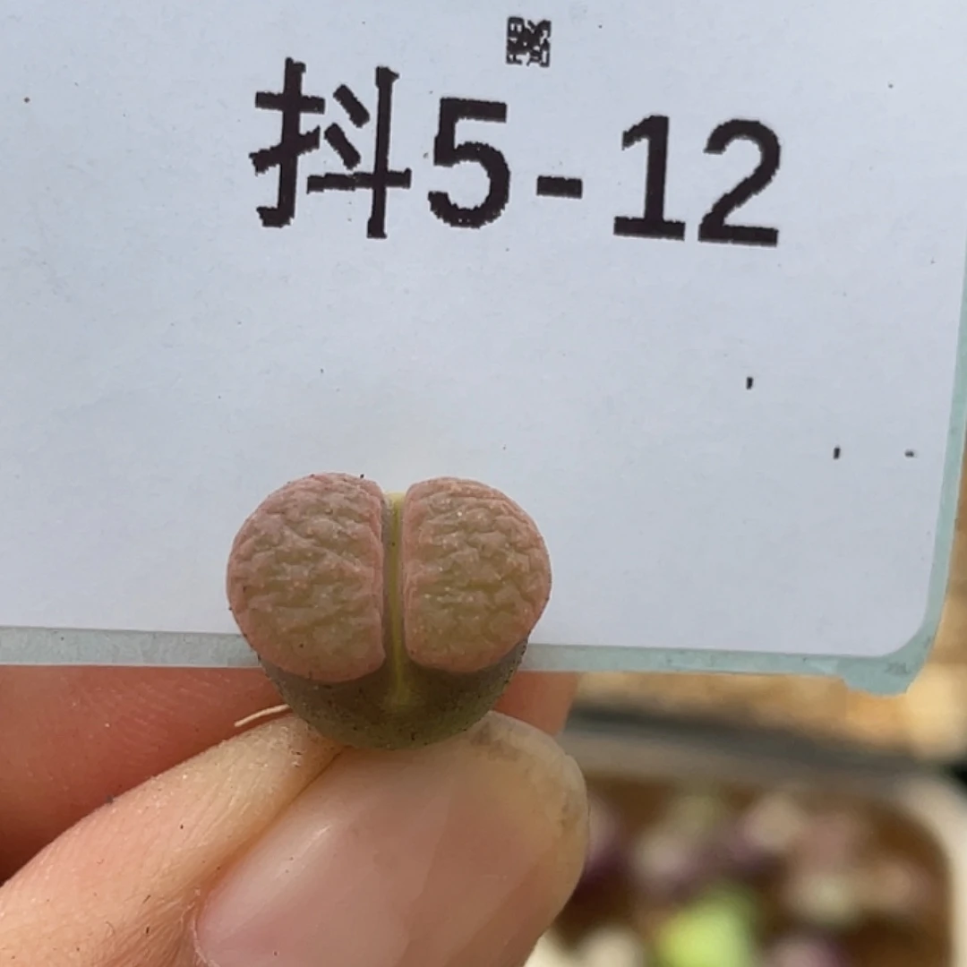 5-12雪花磁铁多肉植物