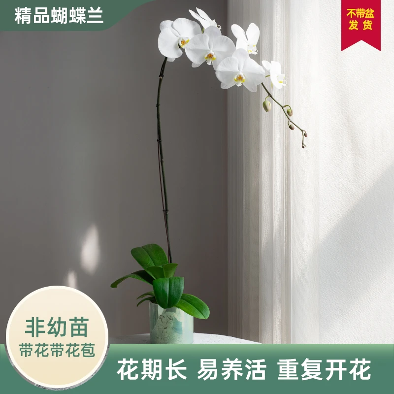 蝴蝶兰大花【诺丁汉】室内花卉客厅乔迁婚礼送礼带花带花苞