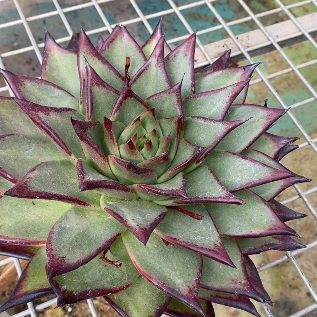 三生三世韩乌切桩福利发货