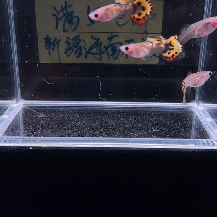 孔雀鱼红老虎玻璃猫