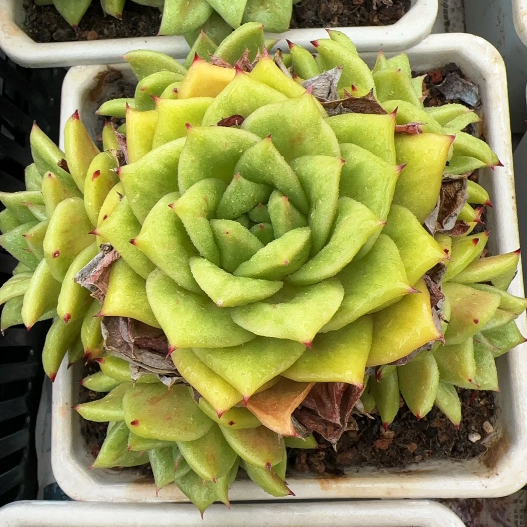140#4-5头群生蔷薇无砍群（12-14cm）脱土金先生精品多肉