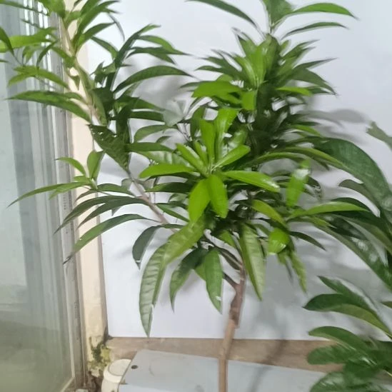 螺丝果一物一拍原盆原土发货
